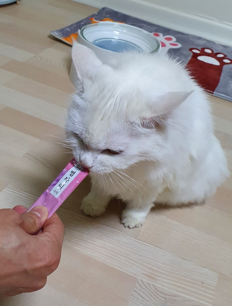  별자리 츄르 고양이가 컨펌한 국산츄르 마이베프 별자리 스틱