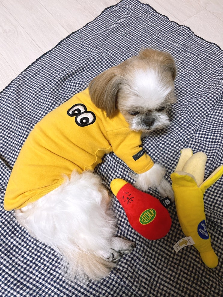 시츄 쭈쭈 일상  강아지 바나나 장난감