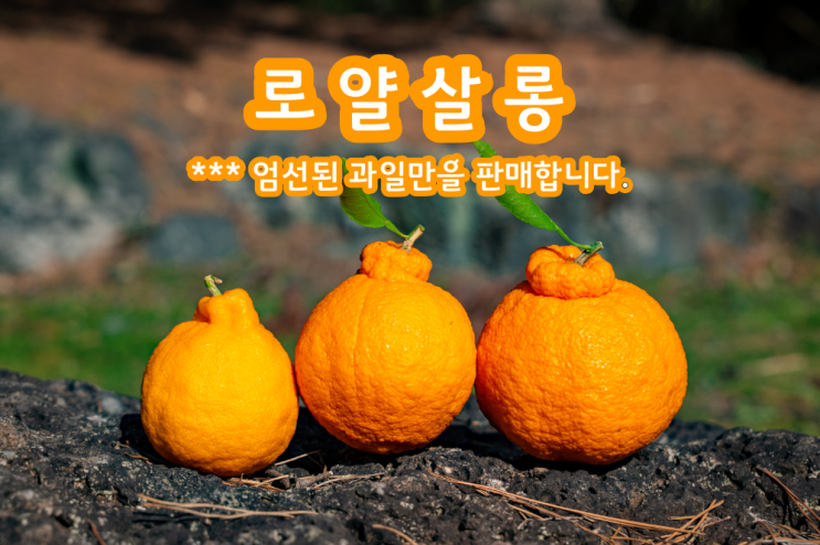  울퉁불퉁한 생김새의 새콤달콤한 맛이 일품인 한라봉