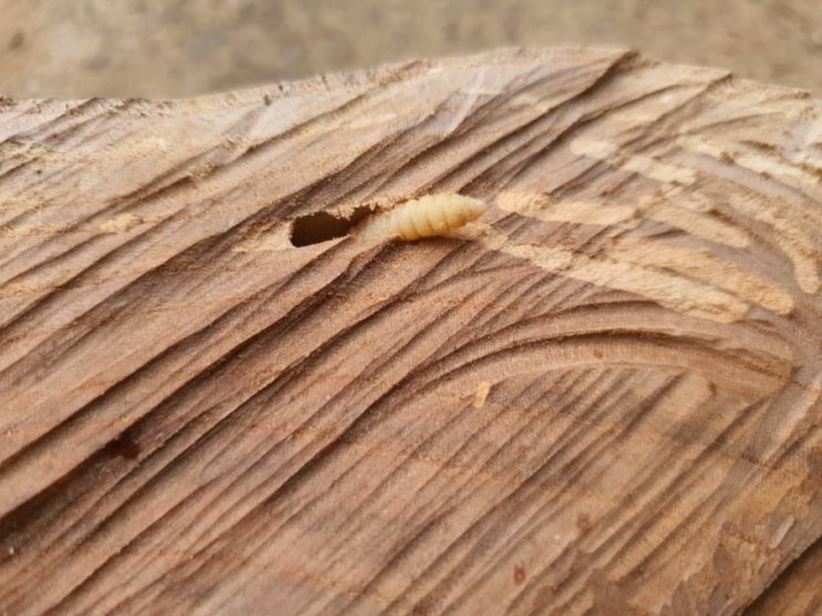 땔감? 땔감?