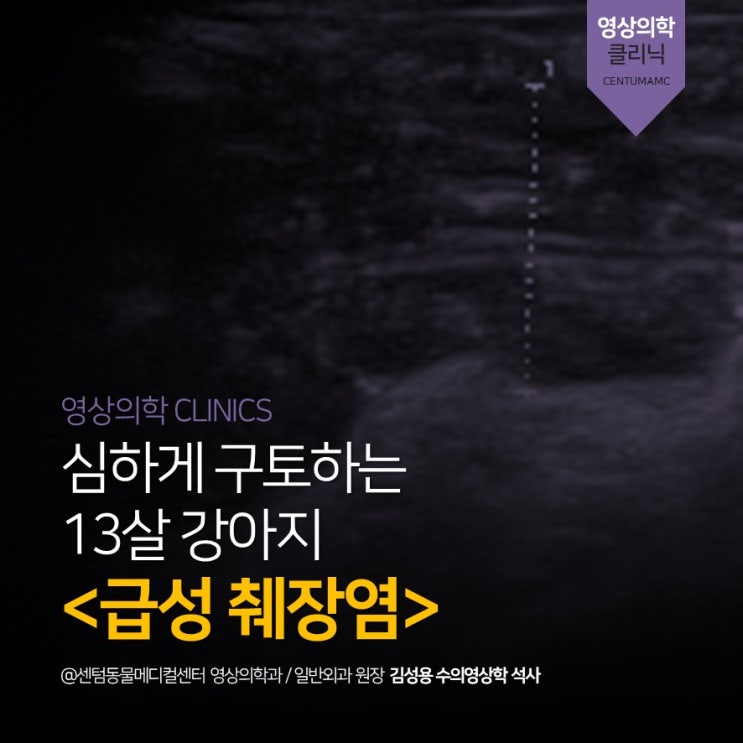  [부산영상진단전문동물병원] 13살 강아지 심한 구토! <급성 췌장염> (센텀동물메디컬센터, 석박사 진료진)