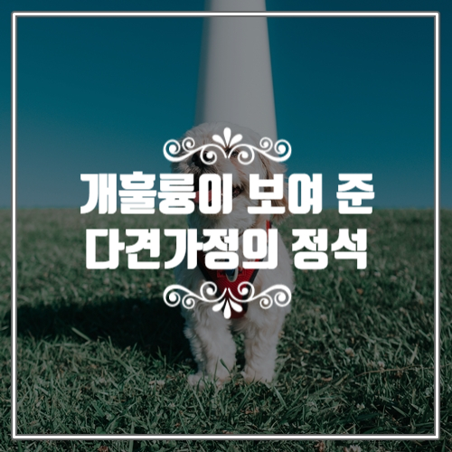  개는 훌륭하다, 다견가정의 정석을 보여준 개토피아 육남매