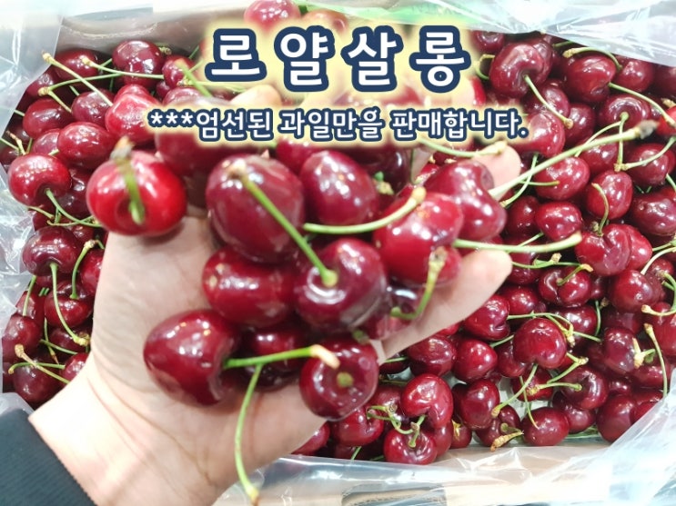  과일의 다이아몬드 '체리'