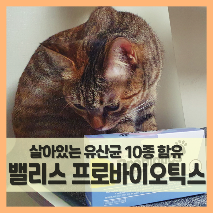  고양이 유산균 밸리스 프로바이오틱스 먹여 봤어요.