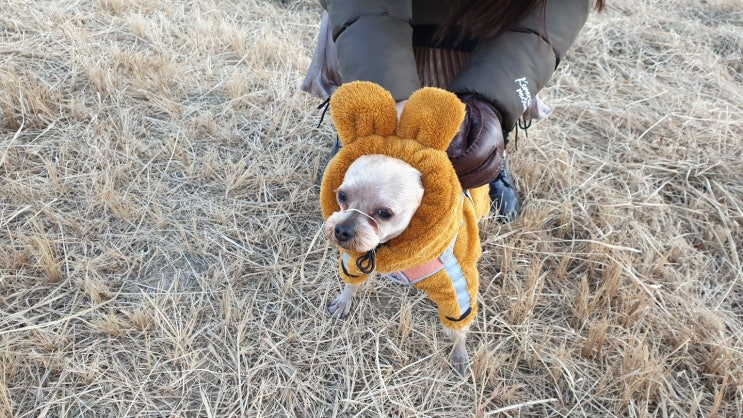 양산 황산공원, 넓어서 좋았던 강아지 산책