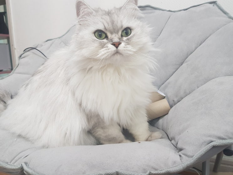  고양이 광견병 주사 접종으로 예방