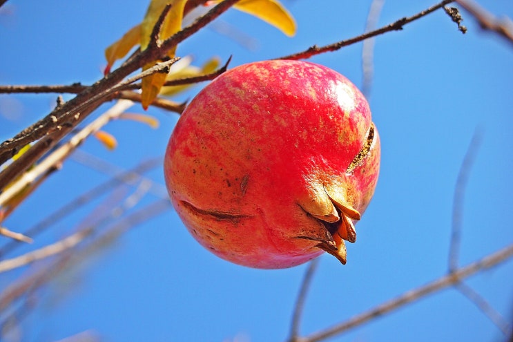 열매사진(28) 석류