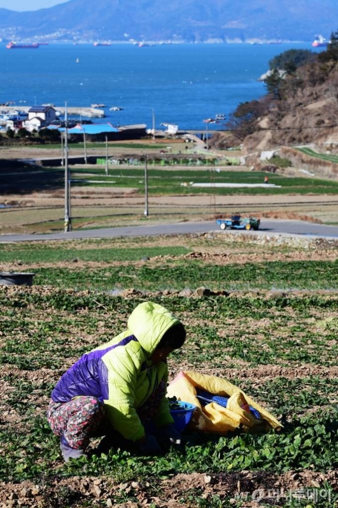 내년부터 농민 연금보험 최대 월 4만5000원까지 지원 내년부터 농민 연금보험 최대 월 4만5000원까지 지원