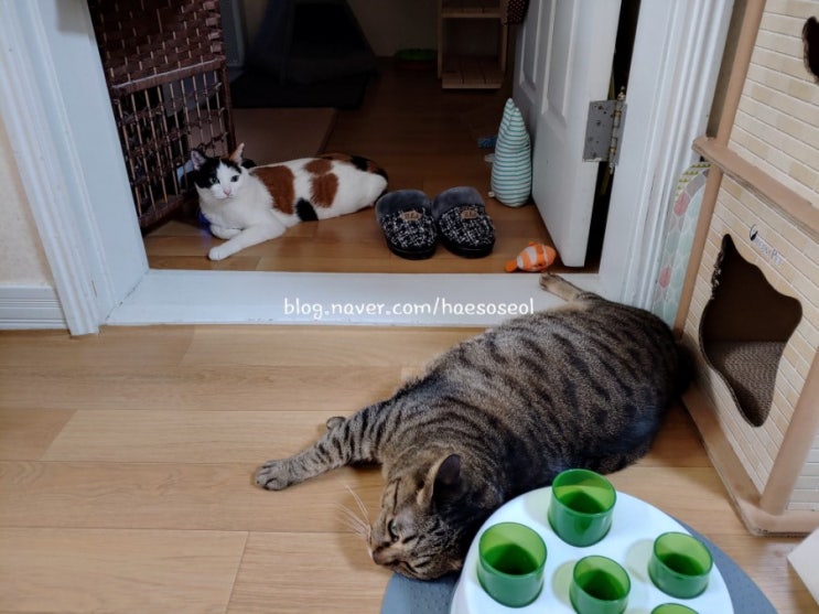  고양이4남매 잘 지내고 있어요~