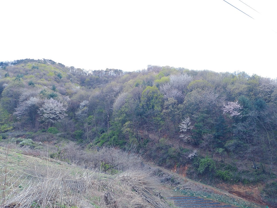 요골 사진 1
