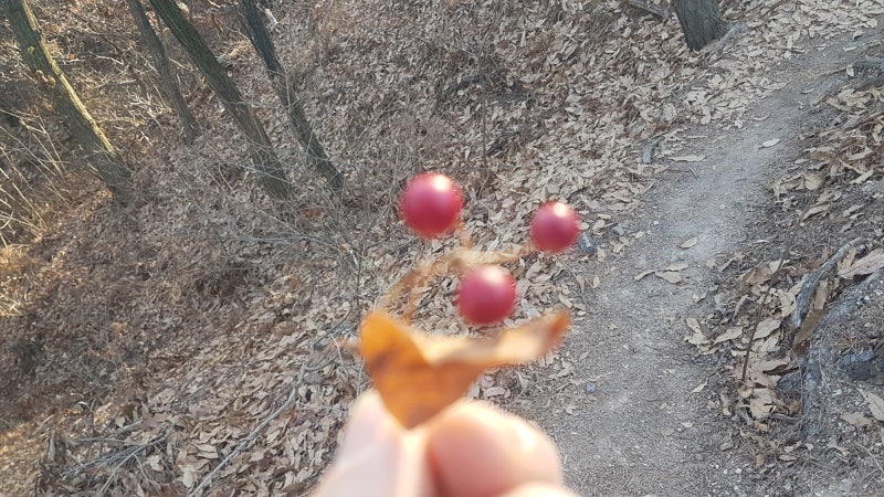 망개나무의 망개떡과 망개 열매, 뿌리(토복령)의 효능 : 네이버 블로그