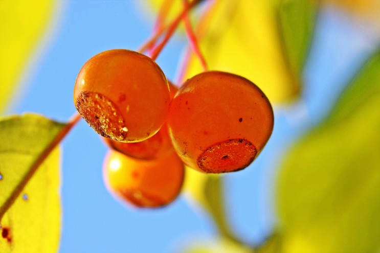 열매사진(29) 아그배나무 열매