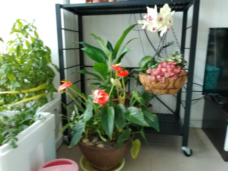  꽃 정리