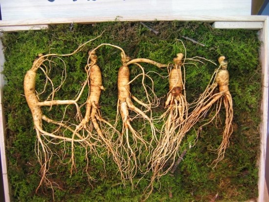  [산양산삼] 겨울철 면역력, 산양산삼으로 챙기자!