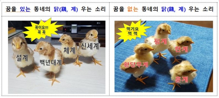  세상을 바라보는 닭(鷄, 계) 8마리