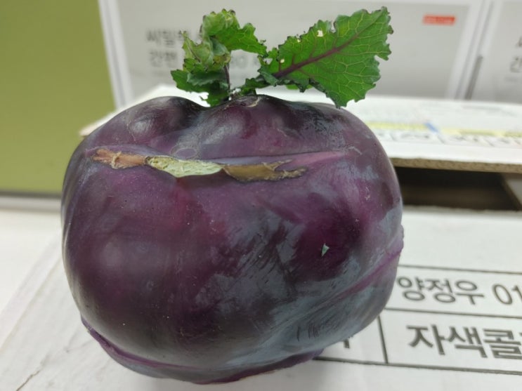  겨울제주콜라비 과일인가?채소인가?