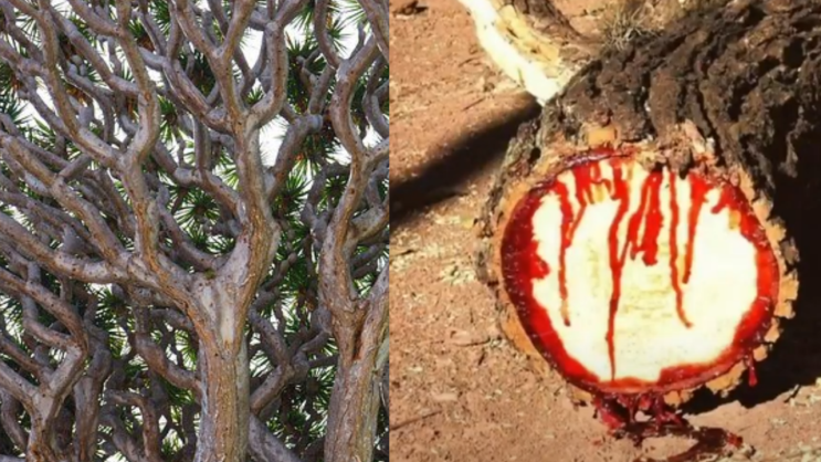 피 흘리는 나무 "용혈수"