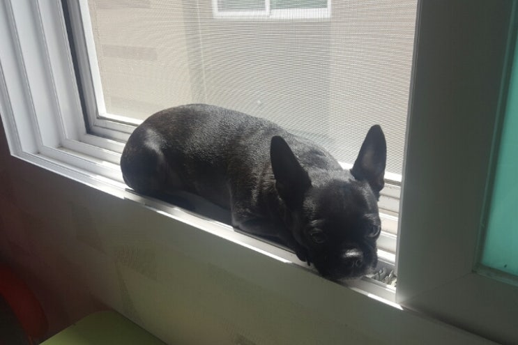  고양이 같은 프렌치불독 별이