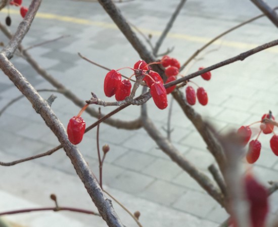  산수유 열매가 겨울 바람에도 끄떡 없네요