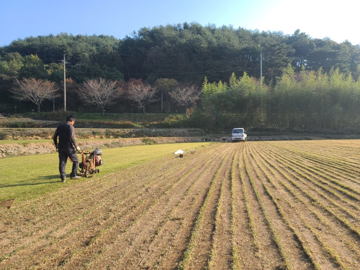  겨울 잔디 판매 상관없어요