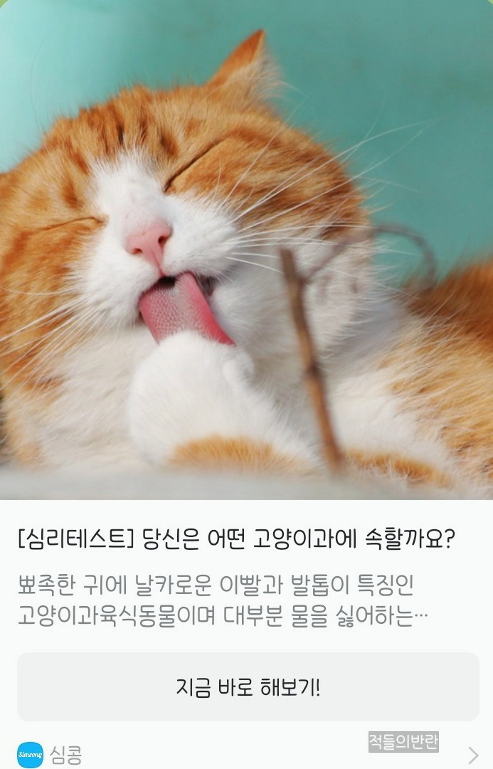  링크+) '나는 어떤 고양이과일까?' 심콩 심리테스트