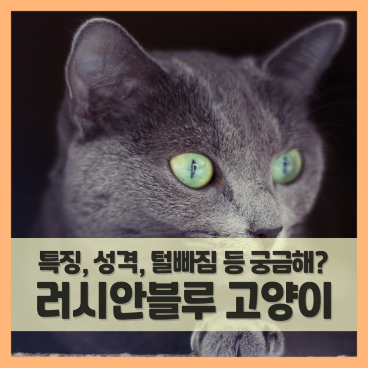 러시안블루 고양이 10문 10답 (f. 성격, 특징, 털빠짐 등)