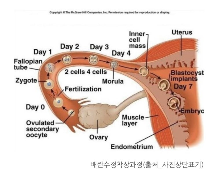 수정과 착상, 그리고 임신까지. 어떻게 진행될까? 수정과 착상, 그리고 임신까지. 어떻게 진행될까?