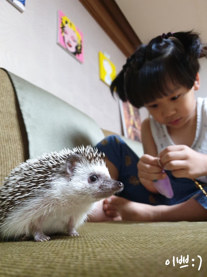  [고슴도치] 다솜아!! 오빠가 놀아줄께!!