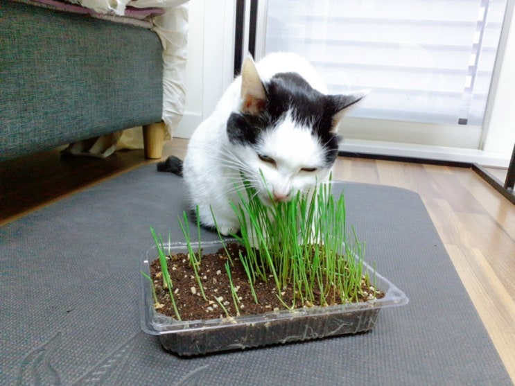  풀 뜯어 먹는 냥이 율군