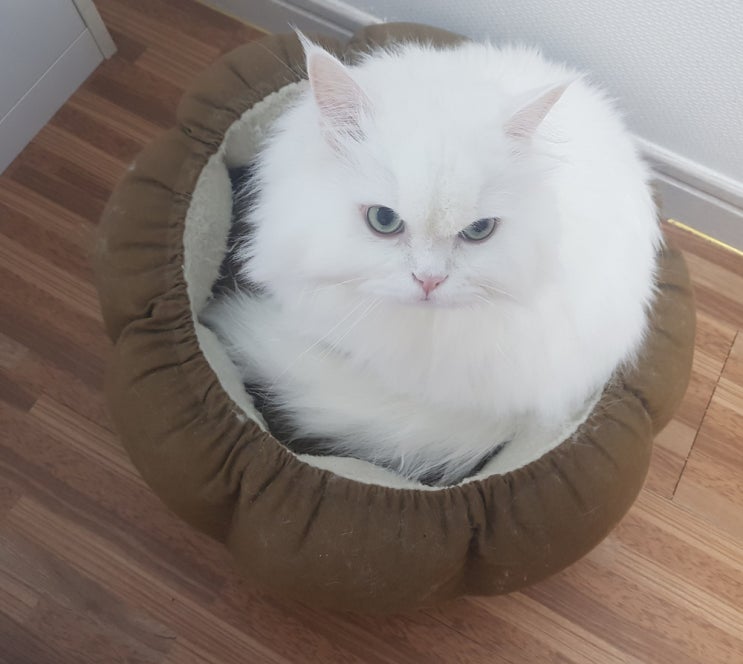  고양이 화상 전선 조심하세요
