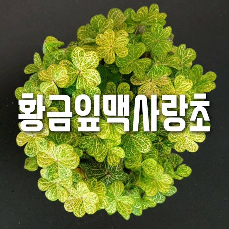  황금잎맥사랑초 키우기