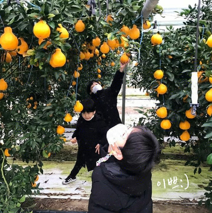  논산 아이와 가볼만한 곳 : 논산 한라봉농장에 가다 #1편 논산가볼만한곳 [논산여행]