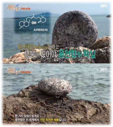  동물성 향료 첫번째, 바다의 로또 용연향!