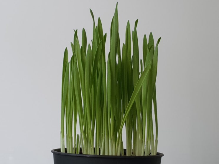 새싹보리 키우기 수경재배 vs 흙재배! 과연 승자는? How to Grow Sprout Barley 새싹보리 키우기 수경재배 vs 흙재배! 과연 승자는? How to Grow Sprout Barley