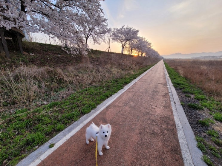[봄맞이 벚꽃구경] 강아지산책장소 강아지동반카페