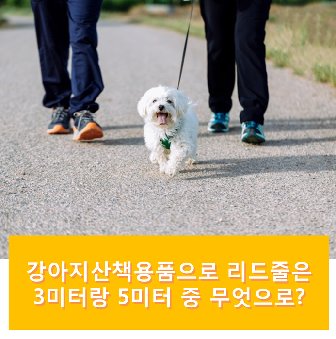  강아지산책용품으로 3미터리드줄과 5미터 중 무엇이 좋을까?