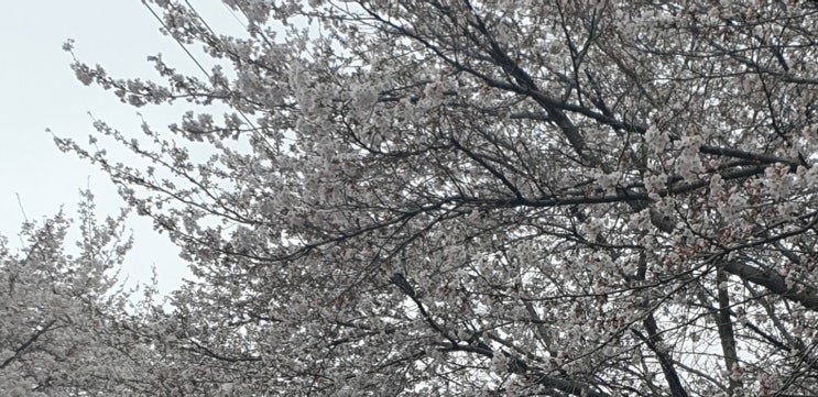  오동선 대청호 벚꽃길 산책