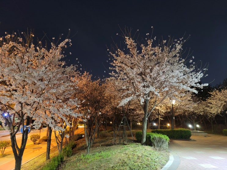 야간 서울벚꽃 구경~