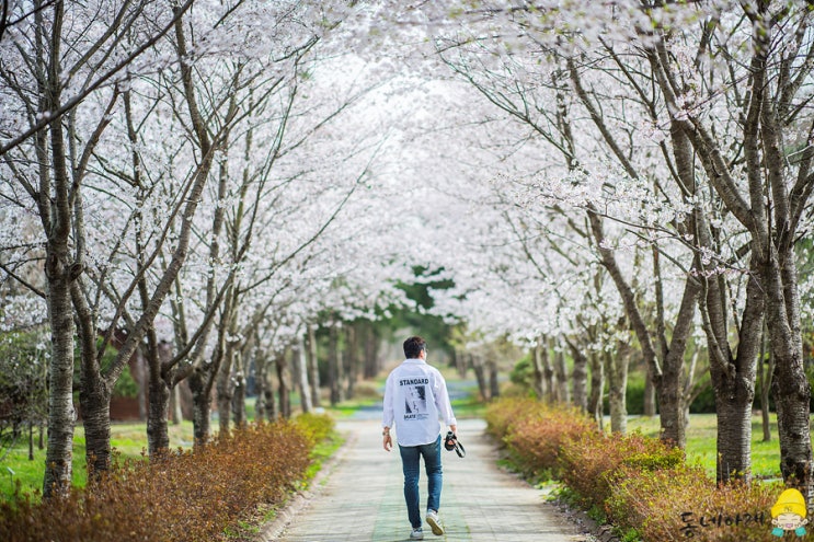  경주산림환경연구원 출입통제중 벚꽃 산책