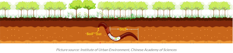 핵산 추출 사례 - 지렁이의 장 내용물 (earthworm intestinal contents)