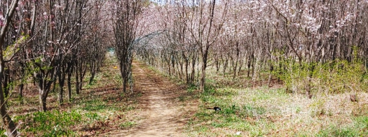 고양 안곡습지공원 중산체육공원 가는 길 벚꽃 명소 인정