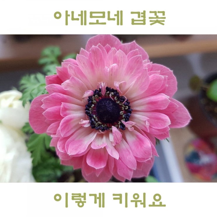  아네모네 키우기, 꽃말 구근식물 관리 이렇게 해요.
