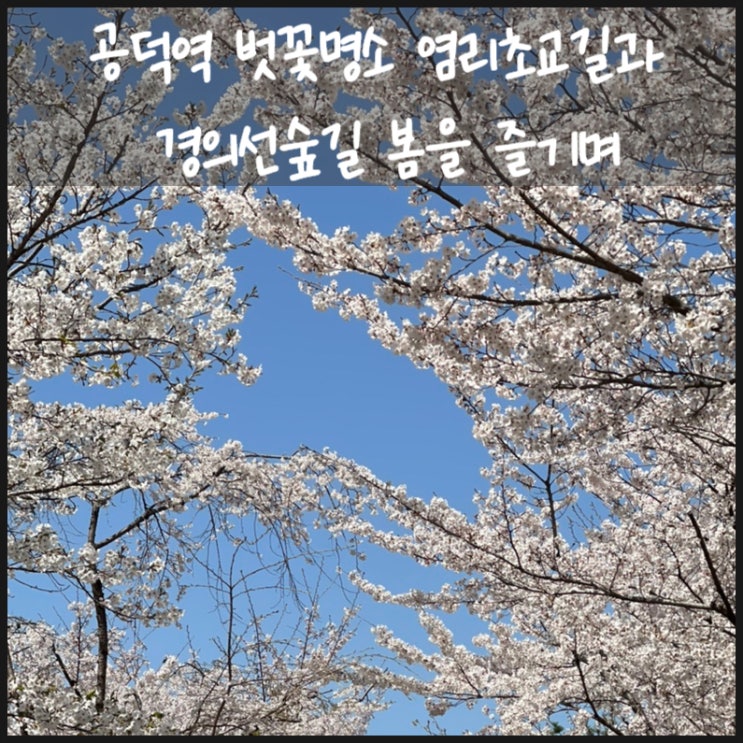  공덕역 벚꽃 명소 염리초교길과 경의선숲길 봄을 즐기며