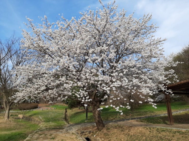  2021 벚꽃 개화시기, 2021 벚꽃 만개시기, 2021 벚꽃 지는시기 놓치지 말아요~