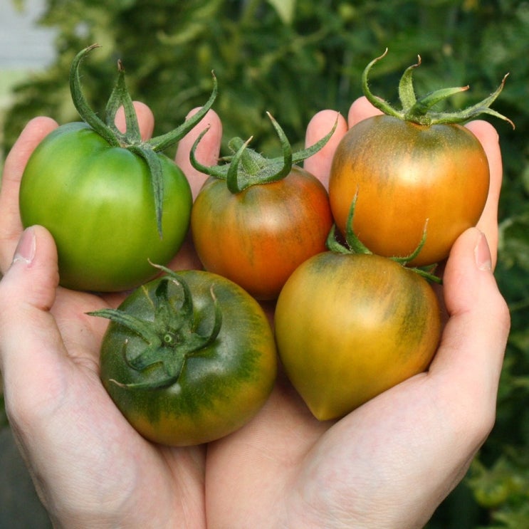 인기 급상승인 대저 짭짤이토마토 단짠단짠 토마토 2.5kg 5kg 대저농협인증 대저짭짤이토마토, 대저 토마토 원투 2.5kg 좋아요