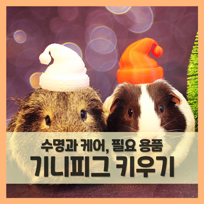  키우기 쉬운 애완동물 기니피그 반려하기 (수명, 집, 사료, 산책 등)