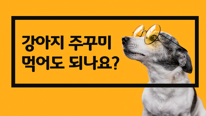  제철 주꾸미 강아지 먹어도 되나요? 급여 주의사항