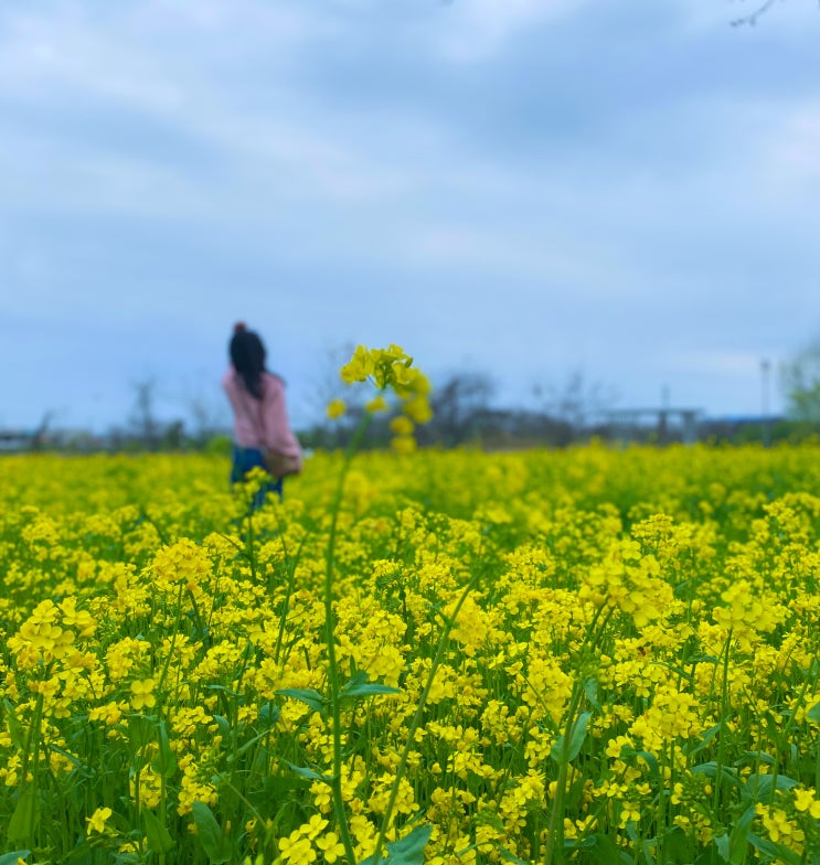 광주 황룡친수공원 - "끝 없이 펼쳐진 넓은 들판과도 같은 곳 / 지금은 유채꽃을 봐야할 때"