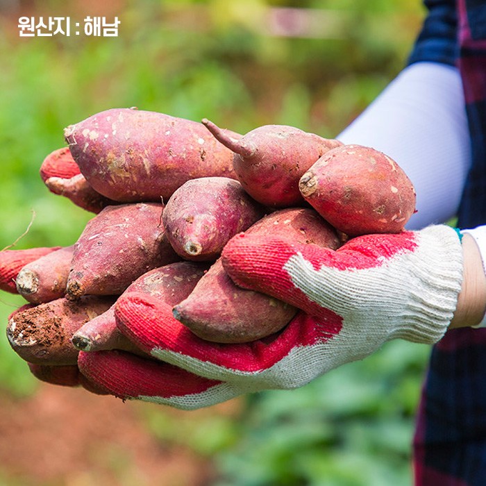 요즘 인기있는 더맛있는 햇 꿀 밤고구마, 5kg 못난이 좋아요