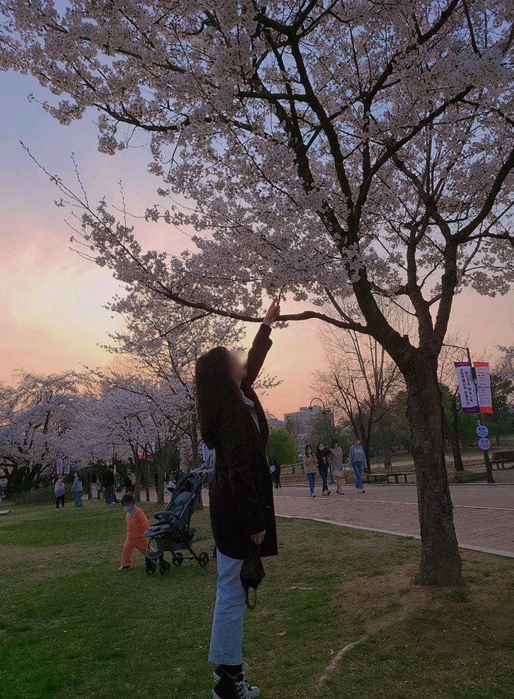 어린이대공원 벚꽃놀이 4월 - 봄에 갈만한 곳, 따뜻했던 분위기